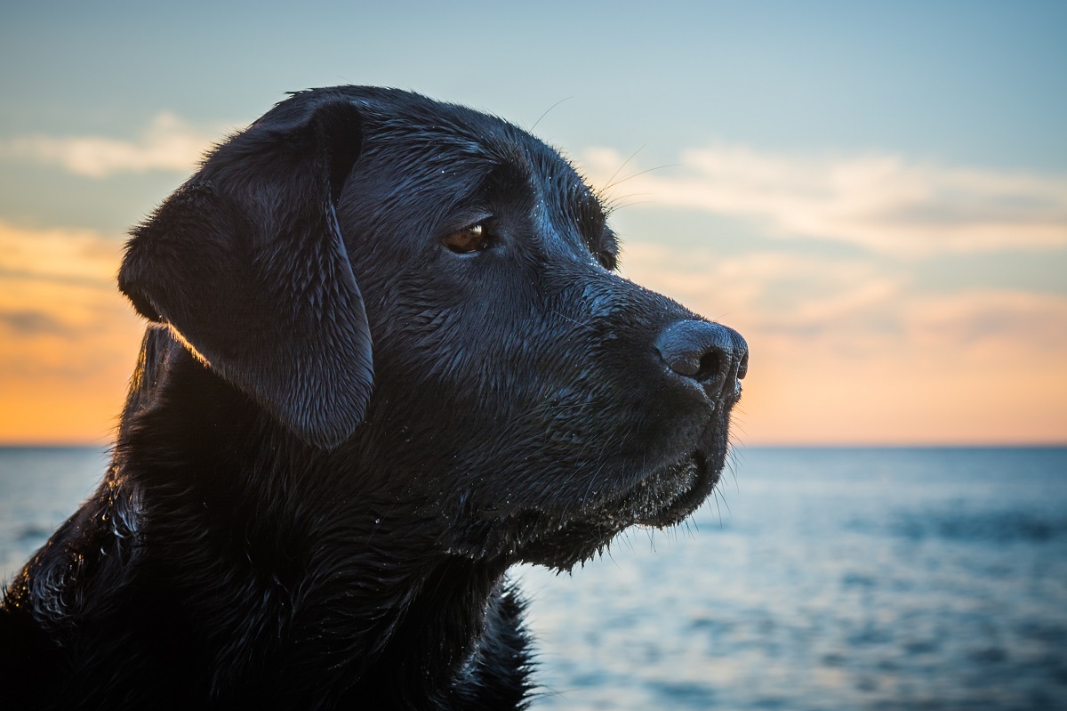 元保護犬が幸せに暮らせるニュージーランド 引き取るときの厳しい条件とは ニコニコニュース