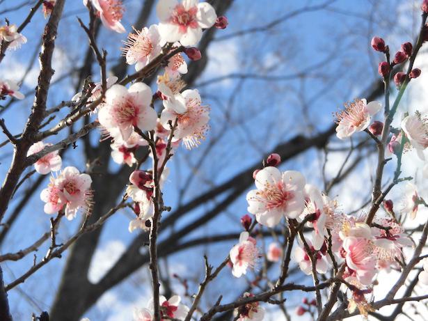 大宮の春を彩る 埼玉県 大宮第二公園で 第35回梅まつり 開催中 ニコニコニュース