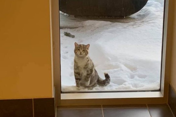 寒いんです 保護してください 消防署の入り口で助けを求めた野良猫のハッピーエンド物語 カナダ ニコニコニュース