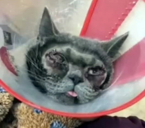 飼っていた猫の目を二重まぶたに整形手術 ネット上で批判され動物愛護団体petaも飼い主を批判 ニコニコニュース