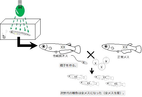 性転換ビーム 緑色の光を当てるとメダカの性別が変わることが判明 ニコニコニュース