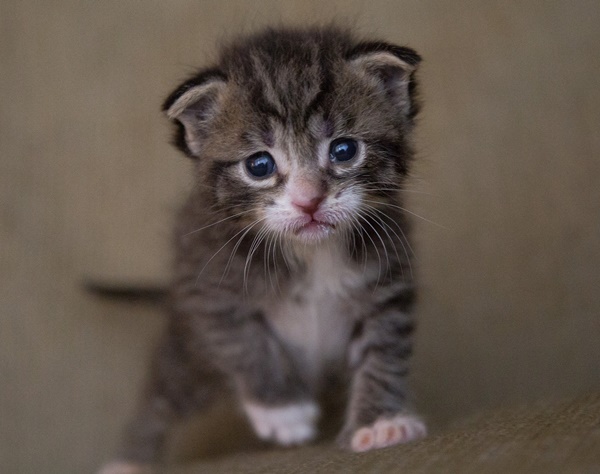 野良猫に噛まれた女性 病院で542万円を請求される事態に ニコニコニュース