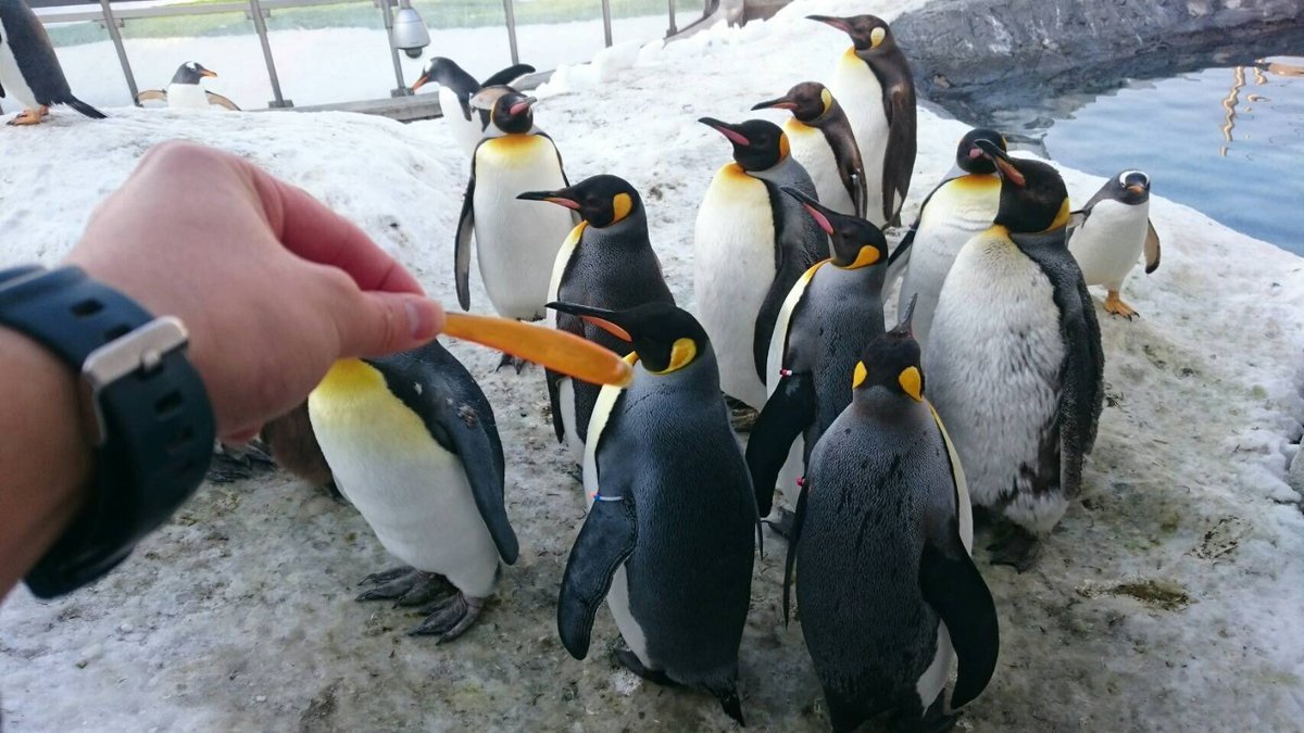 そこ剥がれるの キングペンギンのくちばしに衝撃的な事実が判明 ネット民が騒然 ニコニコニュース