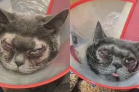 やりすぎ ペットの猫に二重まぶた整形手術を受けさせた中国人飼い主に批判殺到 ニコニコニュース