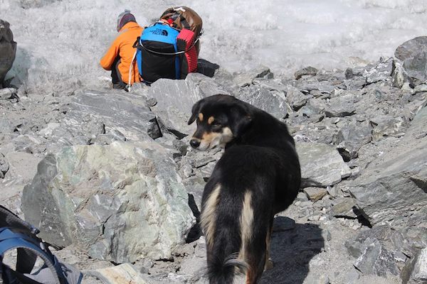 ヒマラヤ登山隊について来た野良犬 そのまま登頂に成功してしまう ニコニコニュース