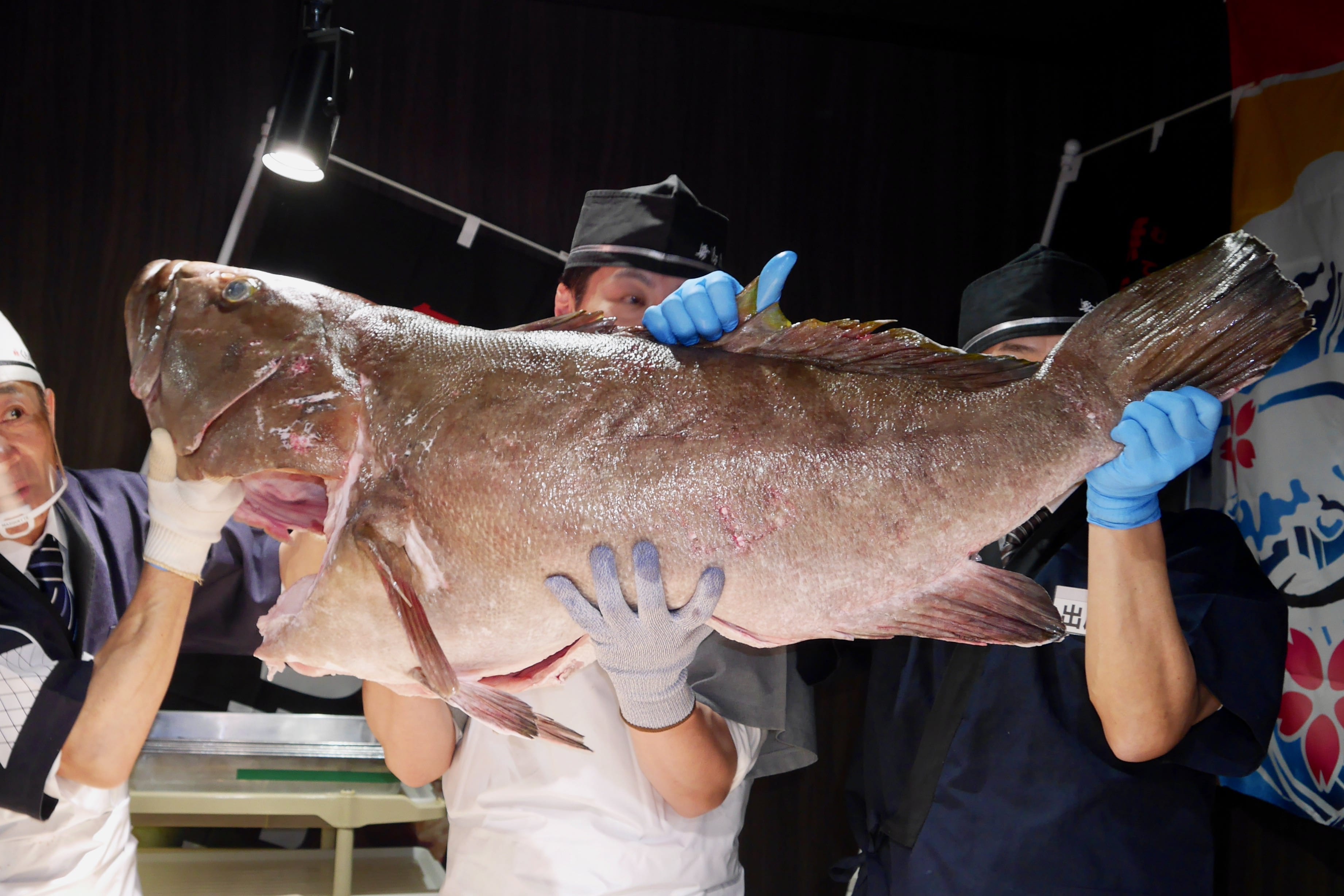 幻の魚 クエ漁に同行したらまさかのヒット 40kgオーバーの巨大魚は本当に釣れるのか ニコニコニュース