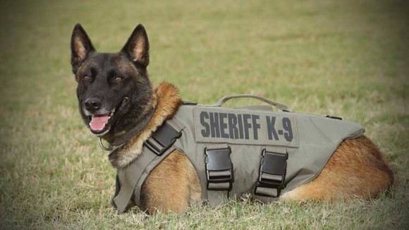 2度の銃弾を受けながらも犯人確保に尽力し 殉職してしまった警察犬 K9 の追悼式 アメリカ ニコニコニュース