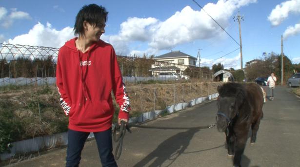 志村どうぶつ園 話題の白井家 新たに迎えた馬 イクラトロのその後に密着 ニコニコニュース