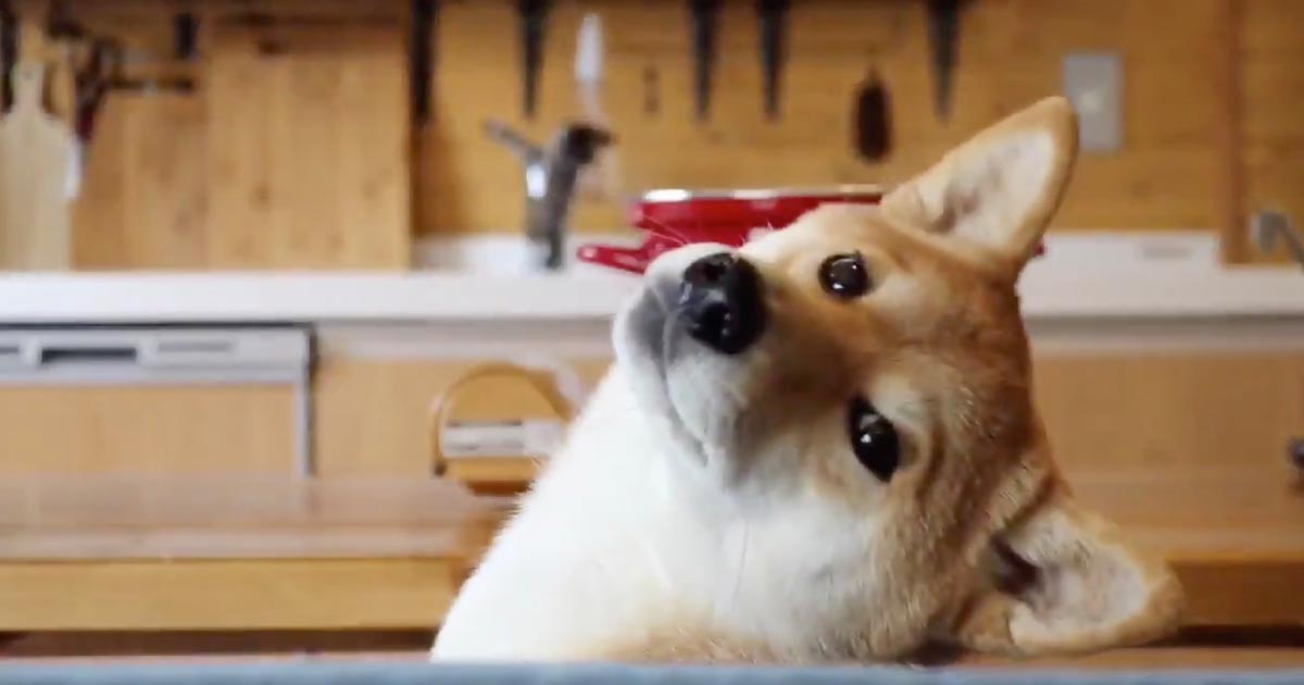 遊んで欲しいのに 後でね と飼い主さんに言われた柴犬のすね方が分かりやすくて可愛すぎると話題に笑 ニコニコニュース