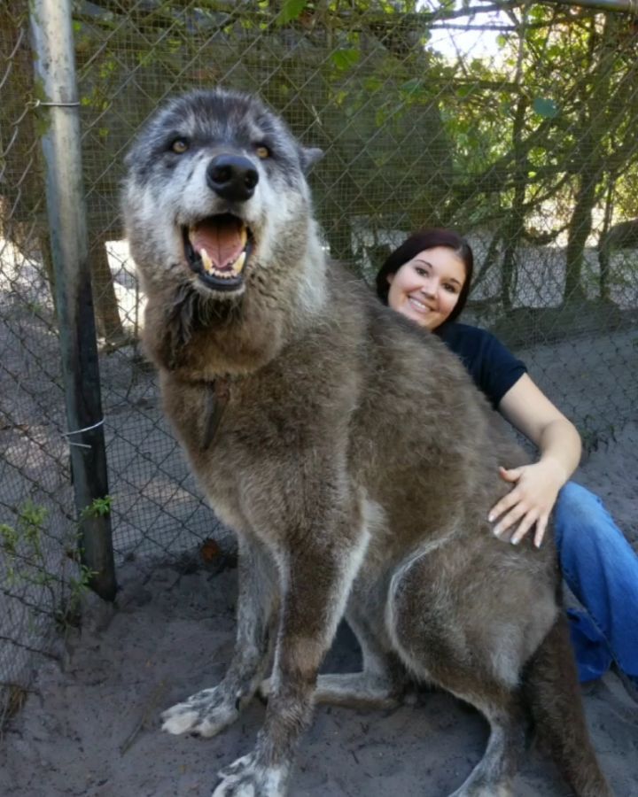 犬と思って育てたら巨大な狼だった これもうモンスターだろ ニコニコニュース
