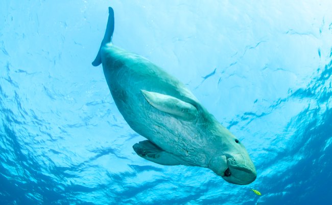 沖縄で絶滅危惧種ジュゴン1頭の死骸発見 Sns上に悲痛の声相次ぐ ニコニコニュース