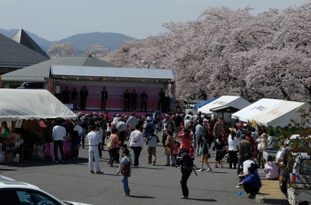 3キロにわたってソメイヨシノが咲く 福島県郡山市 藤田川の桜がまもなく見頃 ニコニコニュース