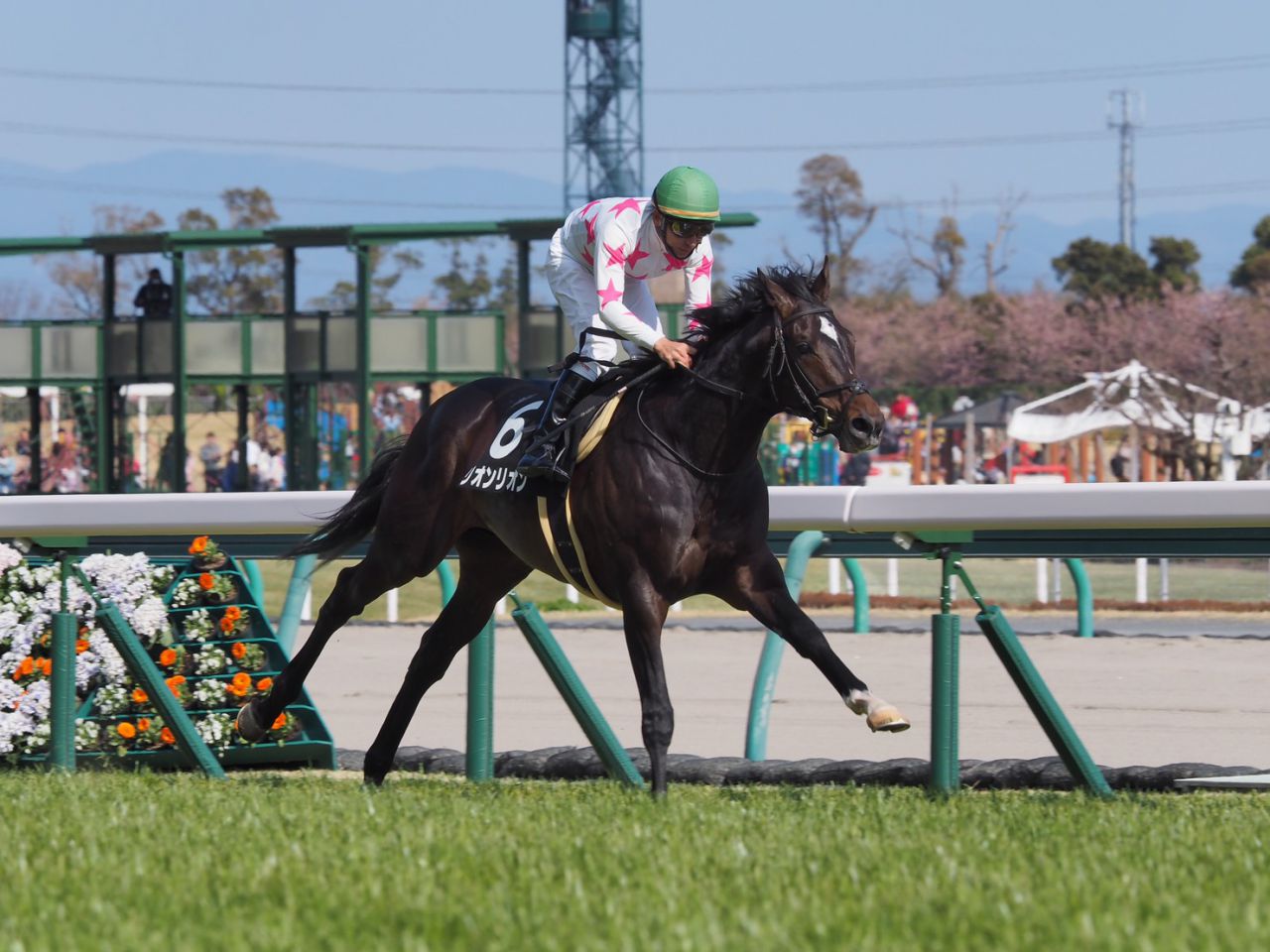 大寒桜賞 ルーラーシップ産駒 リオンリオンが2勝目 ニコニコニュース