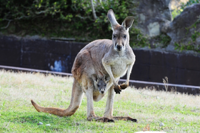 アカカンガルーの赤ちゃんがお母さんのおなかの袋で成長中 ニコニコニュース