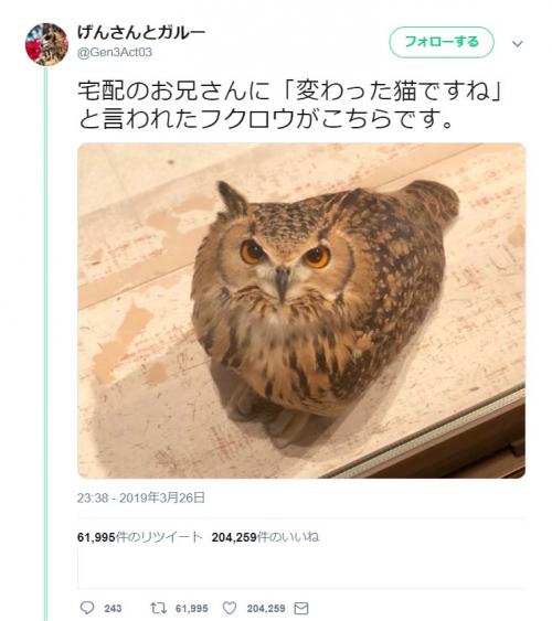 変わった猫ですね と言われたフクロウがネットで大反響 フクロウは翼を持つ猫 色合いも確かに似てる ニコニコニュース