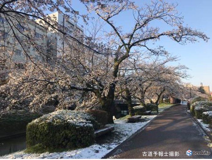 富山で4月としては13年ぶりの積雪 桜に雪も ニコニコニュース