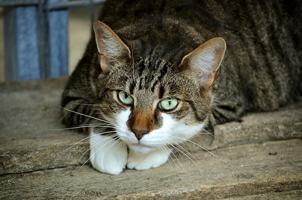 猫を盗んで 川に捨てた 54歳無職の男 逮捕 愛猫家を装った 裏の顔 に怒りの声殺到 ニコニコニュース