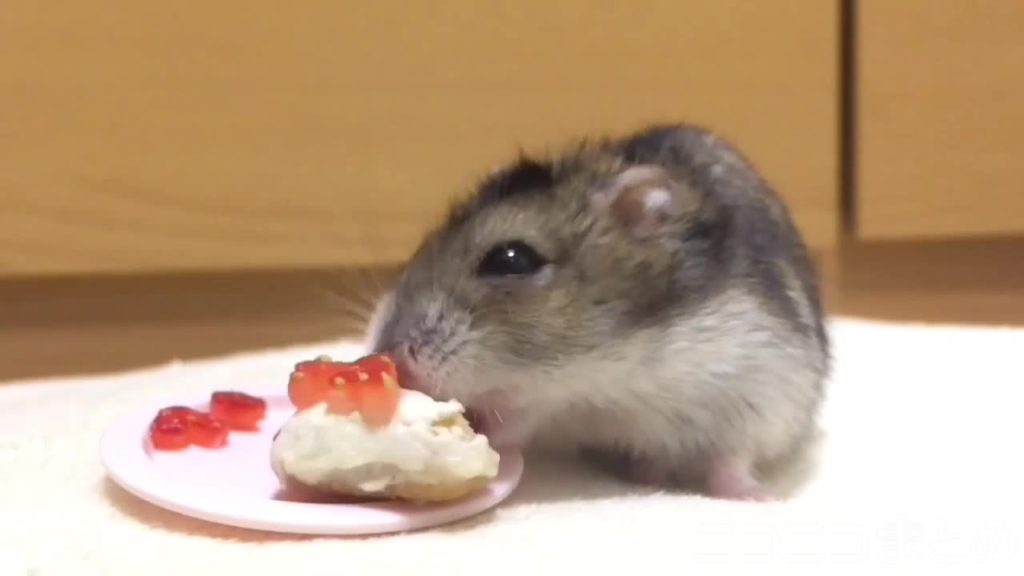 ハムスターのためのケーキを作ってみた 目をキラキラさせて 飼い主の愛が溢れる手作りケーキを食べる姿に たまらん ニコニコニュース