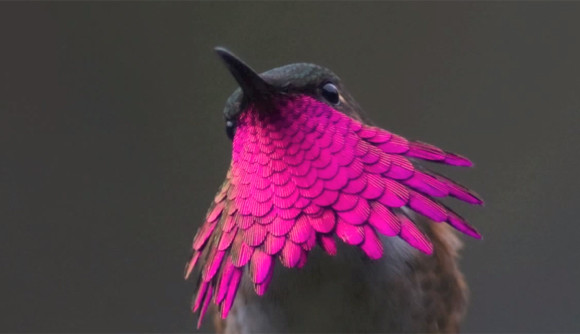 ゴージャスピンク 美しいピンク色のヒゲを持つハチドリ グアテマラコアカヒゲハチドリ ニコニコニュース