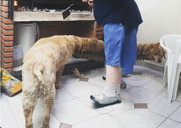 突出したクリーチャー感 パノラマ写真による撮影失敗でとんでもない姿になった動物たちの写真 ニコニコニュース