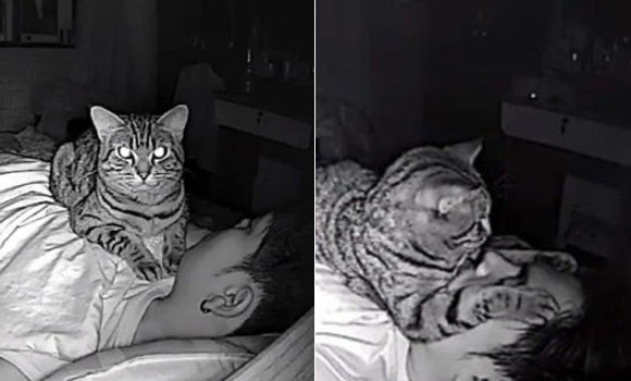 飼い主が寝ている間に猫は何をしているのだろう 隠しカメラで撮影してみたところ 愛情と殺意が交差していた タイ ニコニコニュース