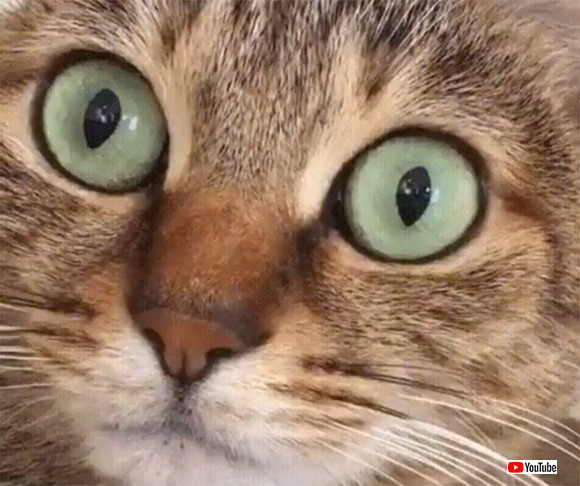 猫はしゃっくりすると瞳孔がパカッ と開く ニコニコニュース