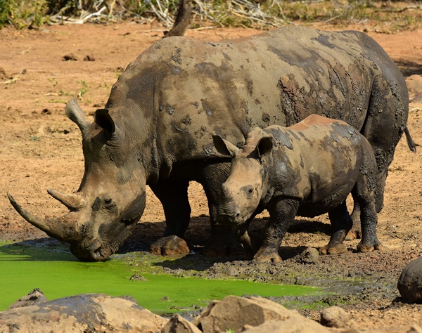 サイの密猟者 ゾウに殺されライオンの群れのエサになる ニコニコニュース