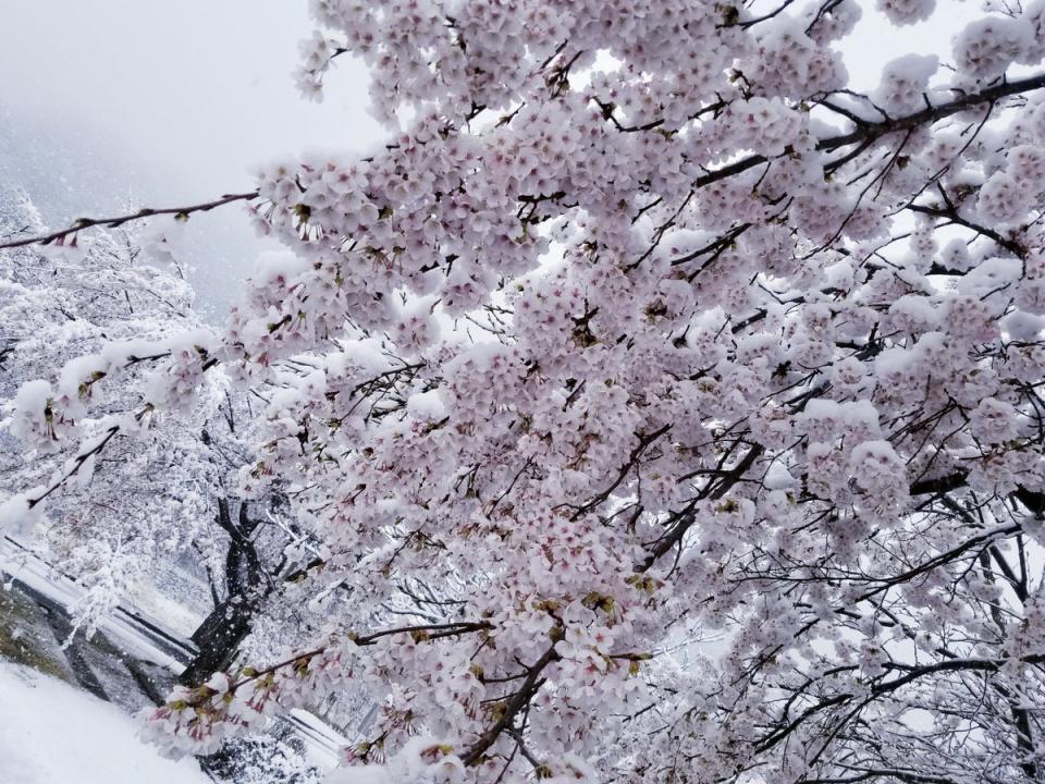 桜雪様専用 | csm.cg