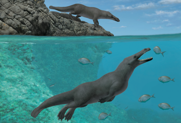 太古の昔 4本足のクジラが陸と海の両方で暮らしていた 南アジアに続き南米ペルーでも化石を発見 ニコニコニュース