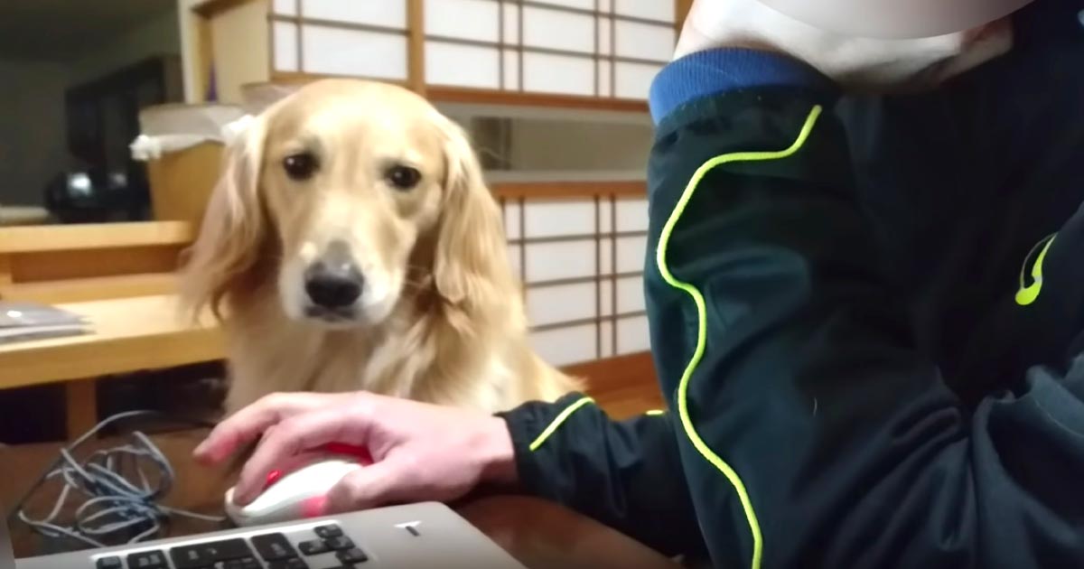 私と仕事どっちが大事なの 雨でお散歩が休みだった日のゴールデンレトリバー 飼い主さんへの甘えっぷりが激しい笑 ニコニコニュース