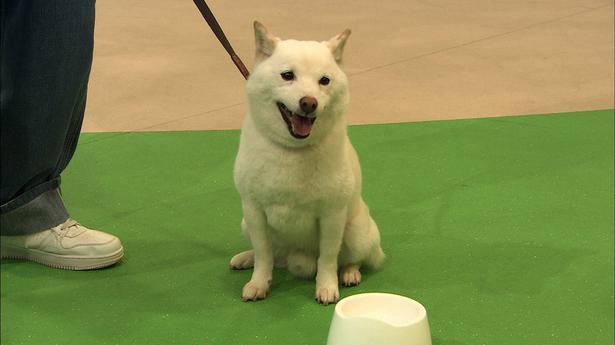 志村 けん の 愛犬 志村けんの愛犬が心配 どうしている 新しい飼い主は誰 Coco Channel 24