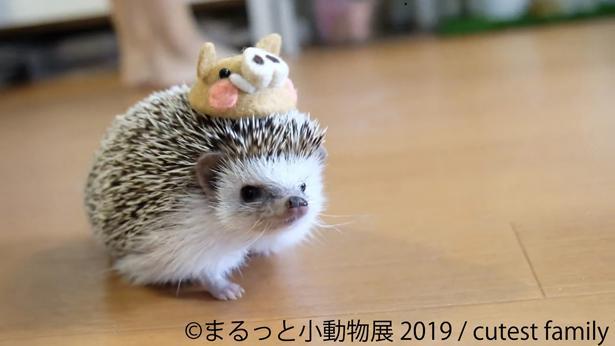 悶絶級にかわいい 小動物展 が名古屋で開催 会場で注目は この子たちだ ニコニコニュース