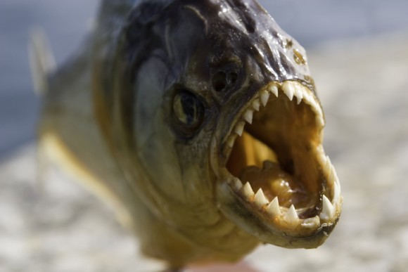 魚や水鳥が減っていると思ったら イギリスの湖でピラニアの死骸が2匹発見される ニコニコニュース