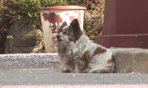 飼い主に置き去りにされた犬 以来10年間 再び飼い主が来るのを信じ 同じ場所で待ち続けている ニコニコニュース