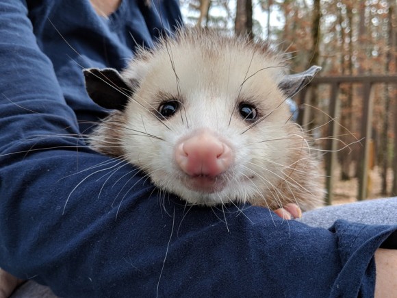 大きなネズミのようでもあり猫のようでもある 孤児となり 人間に保護されたオポッサムが甘えん坊でキュート ニコニコニュース