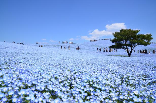 Gwレジャーで人気急上昇の ネモフィラ って 全国ネモフィラ絶景スポット7選 ニコニコニュース