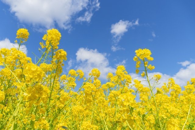 菜の花とアブラナの違い 分かりますか ニコニコニュース