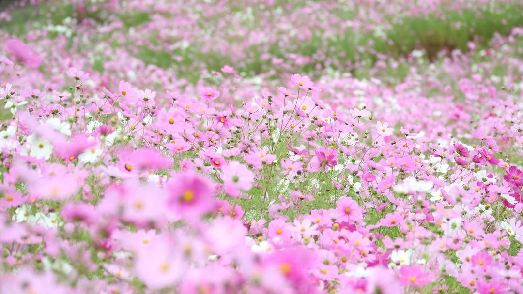 コスモスの名所をピックアップ 花言葉やコスモスの魅力とは ニコニコニュース