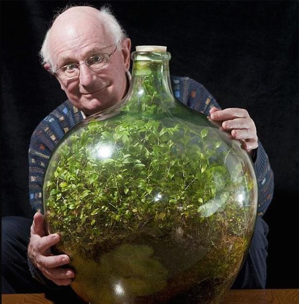蓋をした瓶の中で40年以上 青々とした葉を保ちながら生き続けているツユクサのテラリウム ニコニコニュース