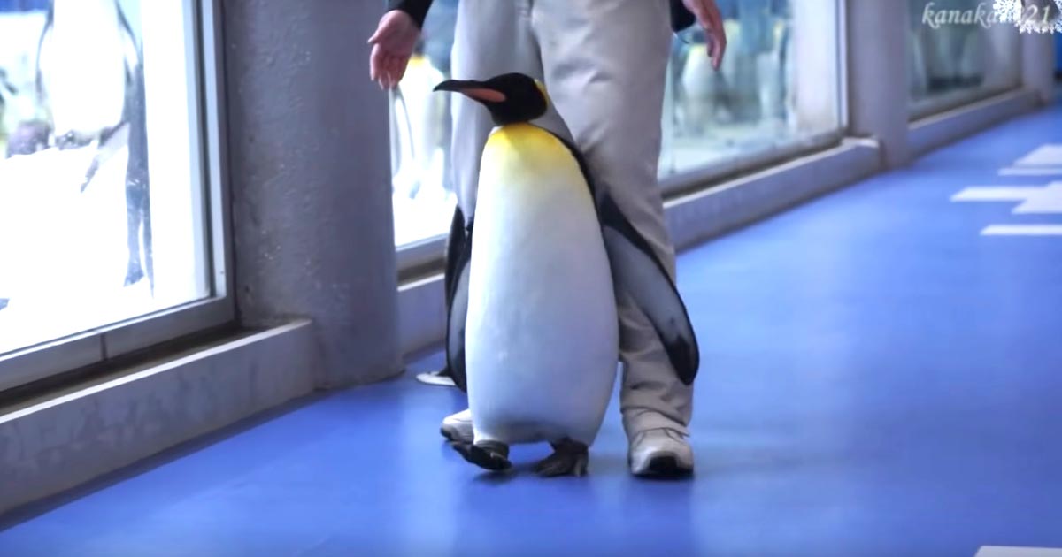 和歌山 まだ帰らない とダダをこねるペンギンが超可愛い 抵抗ペンギン と言われる笑 ニコニコニュース