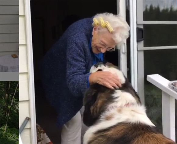 長年一人暮らしだったおばあさんの家の隣に越してきた大きな犬と小さな犬 そこから始まる友情物語 アメリカ ニコニコニュース