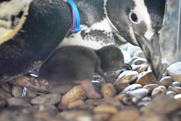 新時代とともに赤ちゃんペンギンが誕生 しながわ水族館がベビーラッシュ ニコニコニュース