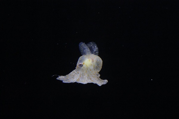 激レア 深海のアイドル メンダコ 孵化に成功 静岡 沼津港深海水族館 ニコニコニュース