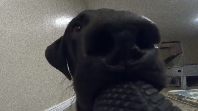 飼い犬にgoproを盗まれた こうなった 臨場感たっぷりの動画が撮れたよ ニコニコニュース