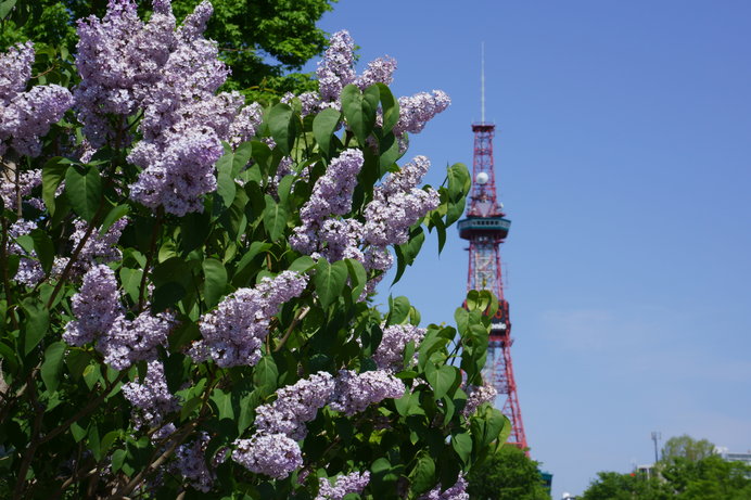 ライラックが見ごろ 新緑まぶしい北海道に初夏を告げる花 ニコニコニュース