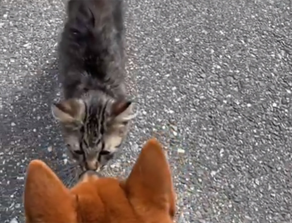 犬と散歩中 小さな毛玉がすり寄ってきた ペットに迎え入れたところすくすくと大成長 子猫はメインクーンだった ニコニコニュース