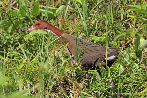 不死鳥 一度絶滅したはずの 飛べない鳥 が3万年ぶりに蘇っていた ニコニコニュース