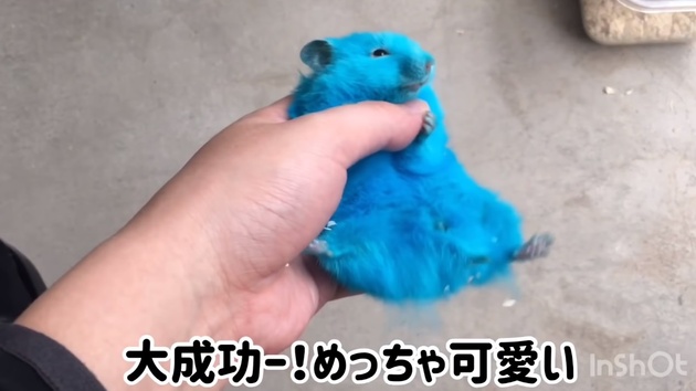 ハムスターを真っ青に染めるyoutube動画に批判殺到 犬専用のカラー剤使用 動物虐待 涙が止まらない ニコニコニュース