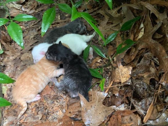 嵐の中で出産し びしょぬれになりながら子猫たちを大雨から守り抜いた母猫 アメリカ ニコニコニュース