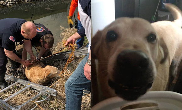 飼い犬のゴールデンレトリバーが失踪 遠く離れた川で発見 保護される 連れ去られた後捨てられた可能性も アメリカ ニコニコニュース